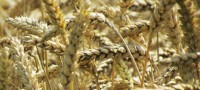 Новосибирская область экспортировала 20 тыс. тонн зерна в январе 2020 года