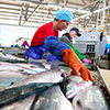 Принять участие в торгах на сахалинской рыбной бирже смогут иностранные компании