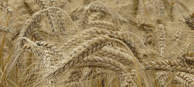 Новосибирская область возобновила поставки пшеницы в Монголию