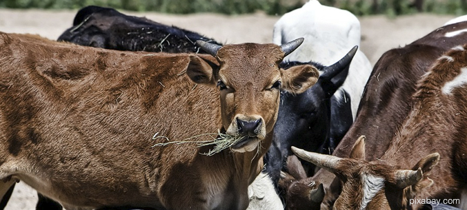 Бурятия лидирует по экспорту крупного рогатого скота среди регионов РФ