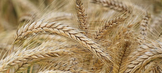 Ростовская область отправила на экспорт 10,3 млн тонн зерна
