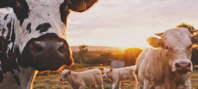 Экспорт мяса и молока из Ставропольского края вырос на 13% за 9 месяцев 2020 года
