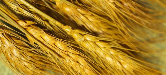 Россия экспортировала 12,4 млн тонн пшеницы и меслина в январе-июне