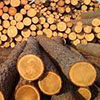Экспорт иркутского леса растет