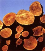  Экспорт лесоматериалов из Хакасии увеличился на 72%
