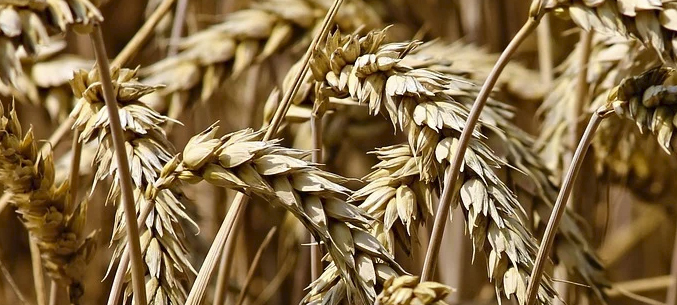 Кемеровский экспорт зерна составил 31,56 тыс. тонн с начала 2020 года