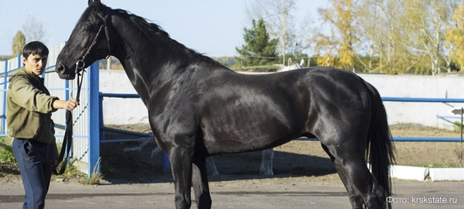 Красноярские сельхозпредприятия экспортировали племенных лошадей к Казахстан и Киргизию