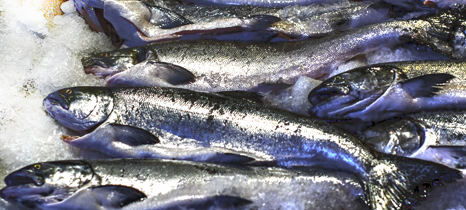 Камчатский экспорт морепродуктов превысил 343 млн долларов за 5 месяцев 2020 года