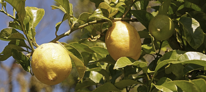 Ниже цена, больше поставки: Турция поставляет почти половину ввозимых в Россию лимонов 