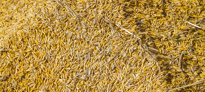 Россия экспортировала 22,7 млн тонн пшеницы за 9 месяцев 2019 года