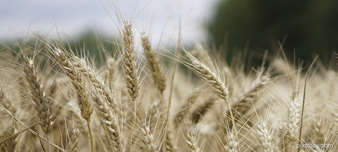 Экспорт пшеницы составил 9833,9 тыс. тонн за 5 месяцев 2021 года