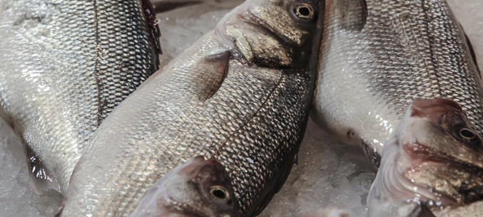 Экспорт рыбы в январе-августе вырос на 11%