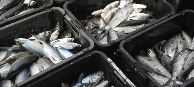Экспорт рыбной продукции увеличился на 6,7% в первом полугодии 2020 года