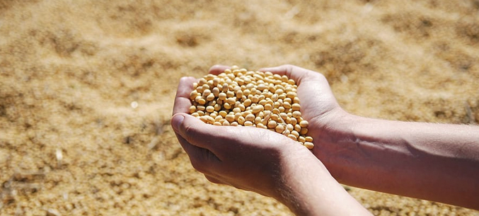 Приморье экспортировало 34,9 тыс. тонн зерна в сентябре 2020 года