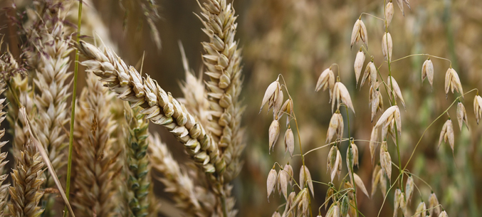 Орловская и Курская области экспортировали более 370 тыс. тонн зерновых с начала 2020 года