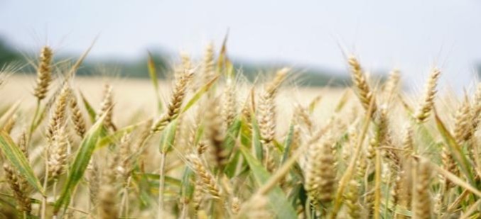 Сельхозпроизводители Ивановской области получают средства господдержки на производство продукции и проведение посевной