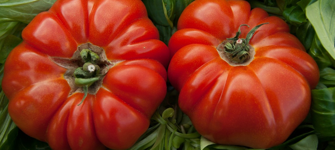 Туркмения нарастила экспорт томатов в Россию