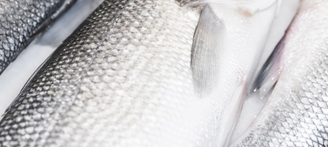 Камчатка экспортировала рыбопродукции на 435 млн долларов за 7 месяцев 2020 года