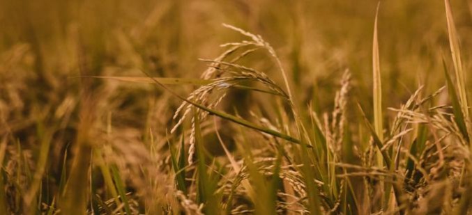 Четыре агропредприятия Нижегородской области стали победителями конкурса «Лучшее свеклосеющее хозяйство России 2021 года»