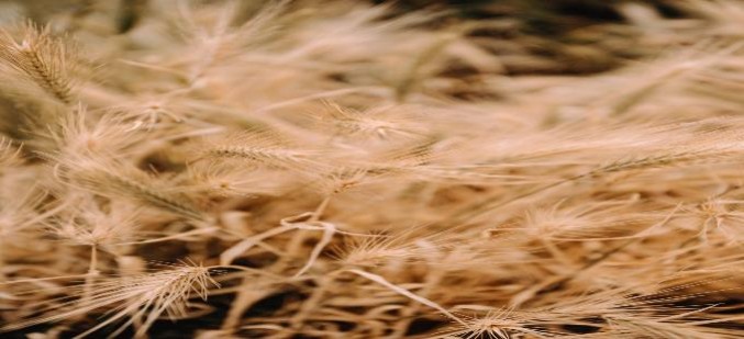 С 1 сентября 2022 года у аграриев возникает обязанность в регистрации и внесении данных в ФГИС "Зерно"